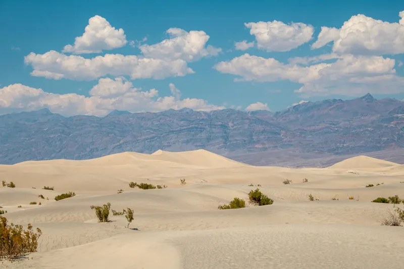 Mesquite Flat Sand Dunes, situated in Death Valley National Park, cover an area of about 14 square miles and reach heights up to 100 feet. These dunes are composed of fine quartz sand, shaped by winds into dramatic, ever-changing formations.