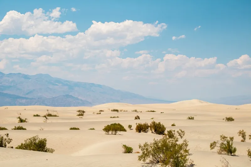 Mesquite Flat Sand Dunes, situated in Death Valley National Park, cover an area of about 14 square miles and reach heights up to 100 feet. These dunes are composed of fine quartz sand, shaped by winds into dramatic, ever-changing formations.
